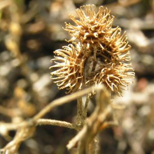 Kleiner Schneckenklee Bluete Frucht Medicago minima 08