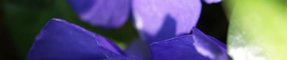 kleines-immergruen-bluete-blau-vinca-minor