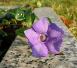 Kleines Immergruen Bluete lila Vinca minor 19