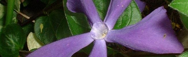 Anklicken um das ganze Bild zu sehen  Kleines Immergrün blau  - Vinca minor