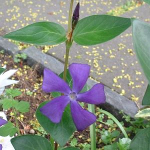 Kleines Immergrün blau    Vinca minor 