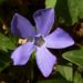 Zurück zum kompletten Bilderset Kleines Immergrün blaue Blüte - Vinca minor