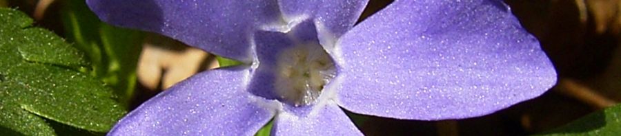 Anklicken um das ganze Bild zu sehen  Kleines Immergrün blaue Blüte - Vinca minor