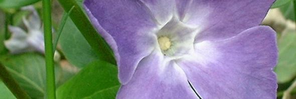 Anklicken um das ganze Bild zu sehen  Kleines Immergrün hellblau - Vinca minor