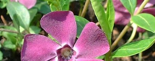Anklicken um das ganze Bild zu sehen  Kleines Immergrün Blüte lila Vinca minor