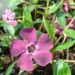 Zurück zum kompletten Bilderset Kleines Immergrün Blüte lila Vinca minor