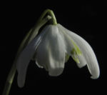 Bild:  Kleines Schneeglöckchen Blüte weiß Galanthus nivalis