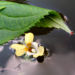 Zurück zum kompletten Bilderset Kleines Springkraut Blüte blassgelb Impatiens parviflora