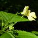 Zurück zum kompletten Bilderset Kleines Springkraut Blüte gelb Impatiens parviflora