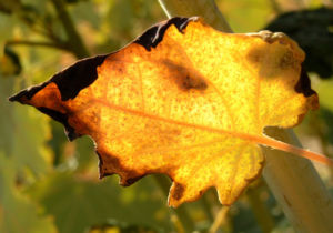 Kleinfruechtiger Federmohn Blatt Bluete hell orange Macleaya microcarpa 01