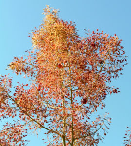 Kleinfruechtiger Federmohn Blatt Bluete hell orange Macleaya microcarpa 02