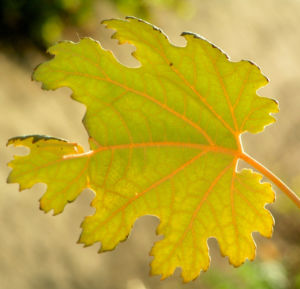 Kleinfruechtiger Federmohn Blatt Bluete hell orange Macleaya microcarpa 03