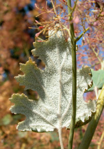 Kleinfruechtiger Federmohn Blatt Bluete hell orange Macleaya microcarpa 05