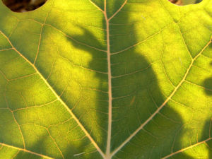 Kleinfruechtiger Federmohn Blatt Bluete hell orange Macleaya microcarpa 06