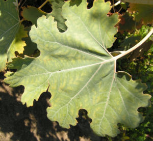 Kleinfruechtiger Federmohn Blatt Bluete hell orange Macleaya microcarpa 08