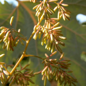 Kleinfruechtiger Federmohn Blatt Bluete hell orange Macleaya microcarpa 10