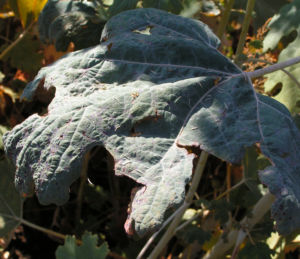 Kleinfruechtiger Federmohn Blatt Bluete hell orange Macleaya microcarpa 11