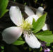 Zurück zum kompletten Bilderset Berg-Waldrebe Blüte weiß Clematis montana