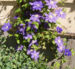 Zurück zum kompletten Bilderset Klematis Kultivar Blüte blau Clematis heracleifolia