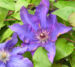 Zurück zum kompletten Bilderset Klematis Kultivar Blüte blau Clematis