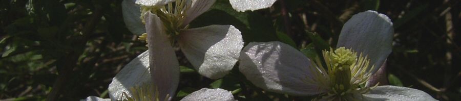 Anklicken um das ganze Bild zu sehen  Klematis Clematis montana