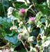 Zurück zum kompletten Bilderset Große Klette Blüte lila Arctium lappa