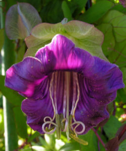 Kletternde Glockenrebe Bluete pink Cobeaa scandens 01