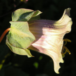 Kletternde Glockenrebe Bluete pink Cobeaa scandens 03