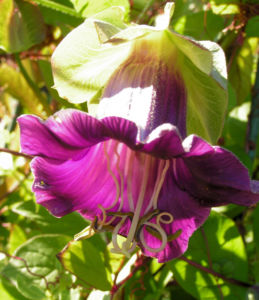 Kletternde Glockenrebe Bluete pink Cobeaa scandens 04