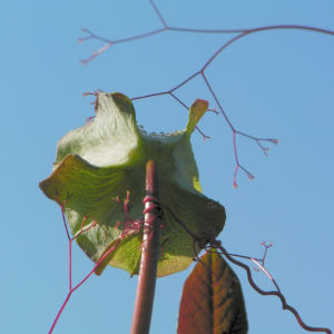 Kletternde Glockenrebe Bluete pink Cobeaa scandens 05