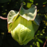 Kletternde Glockenrebe Bluete pink Cobeaa scandens 06