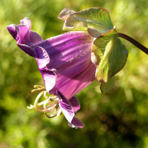 Kletternde Glockenrebe Bluete pink Cobeaa scandens 07