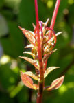 Kletternde Glockenrebe Bluete pink Cobeaa scandens 08