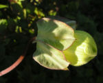 Kletternde Glockenrebe Bluete pink Cobeaa scandens 09