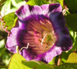 Kletternde Glockenrebe Bluete pink Cobeaa scandens 10
