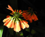 Bild:  Klivia Blüte orange Clivia nobilis