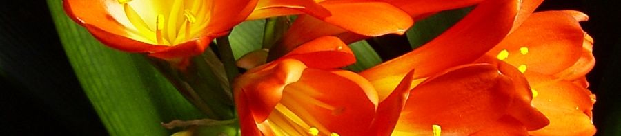 Anklicken um das ganze Bild zu sehen  Klivie Riemenblatt Blüte rot orange Clivia miniata