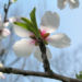 Zurück zum kompletten Bilderset Knackmandel Baum Blüte weiß Prunus dulcis