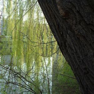 Knackweide Bruchweide Salix fragilis 01