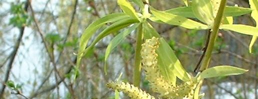 Anklicken um das ganze Bild zu sehen  Knackweide Bruchweide Salix fragilis