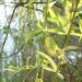 Zurück zum kompletten Bilderset Knackweide Bruchweide Salix fragilis