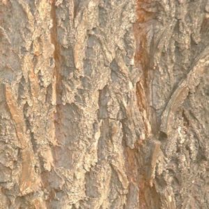 Knackweide Bruchweide Salix fragilis 05
