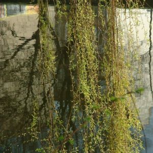 Knackweide Bruchweide Salix fragilis 06