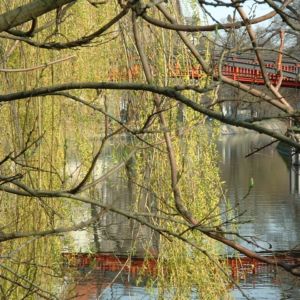 Knackweide Bruchweide Salix fragilis 07