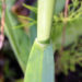 Zurück zum kompletten Bilderset Knoblauch Samenkapsel - Allium sativum