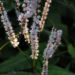Zurück zum kompletten Bilderset Knöterich Blüte weiß - Persicaria amplexicaule