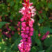 Zurück zum kompletten Bilderset Knöterich Firetail Blüte rötlich - Polygonum amplexicaule