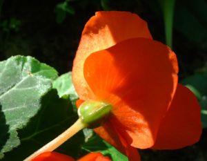 Knollen Begonie Bluete orange Begonia tuberhybrida 04