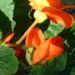 Zurück zum kompletten Bilderset Knollenbegonien Blüte orange Begonia tuberhybrida
