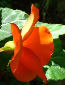 Knollen Begonie Bluete orange Begonia tuberhybrida 06